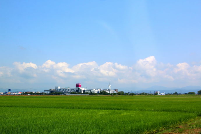 青々とした田んぼが広がる夏の三川町