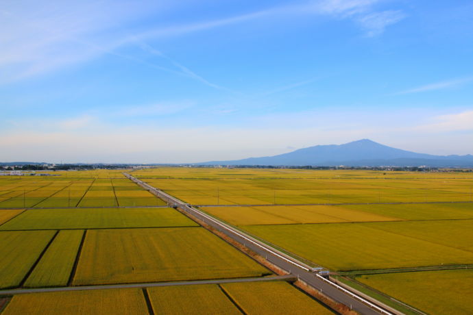 一面が黄金色に染まった秋の田園風景