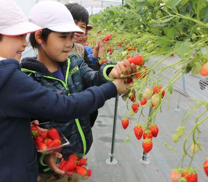 三木市の農園でのイチゴ狩りの様子