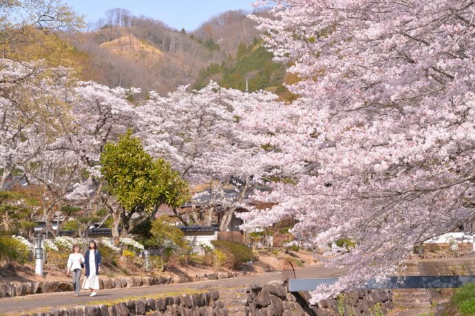 桜が満開の頃の市内