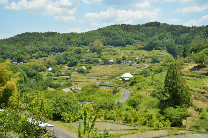 上山地区の棚田風景