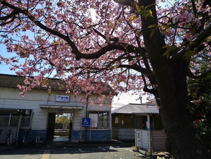 岩代駅と桜の風景