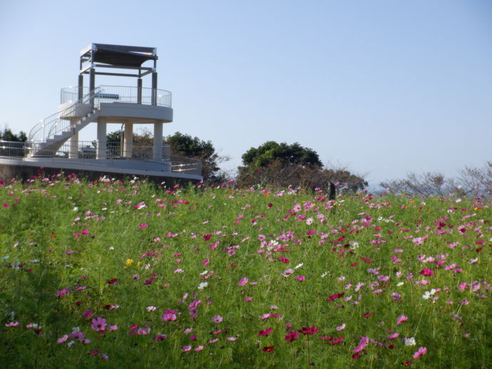 中尾山公園のコスモスと展望台