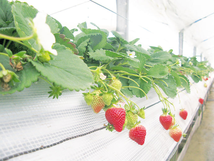 南阿蘇村の農産物のいちご