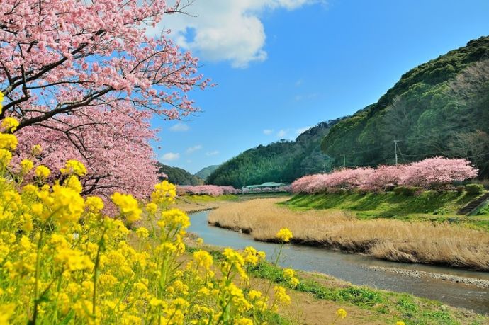 みなみの桜と菜の花まつり