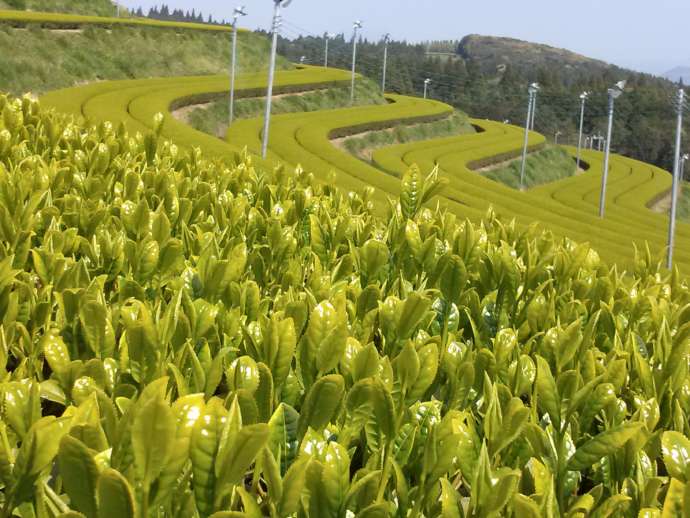 南九州市の茶畑の様子