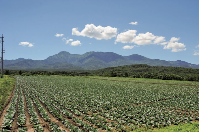 南牧村の高原野菜の畑