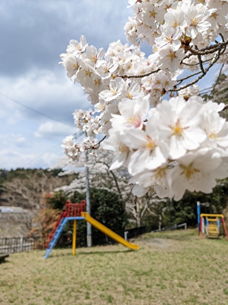 桜が咲く公園