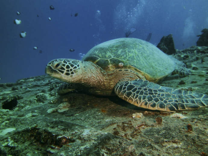 南種子町の海にいるウミガメを撮影した海中写真