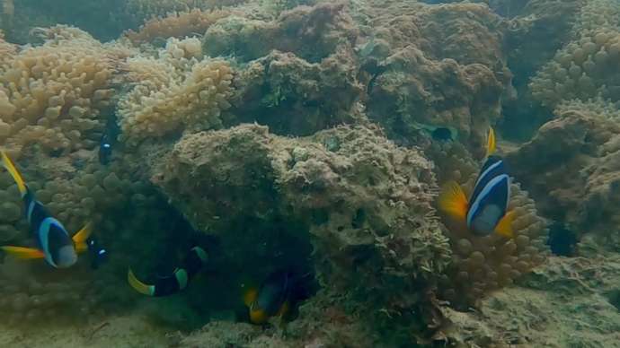 サンゴ礁や魚たちをうつした海中写真