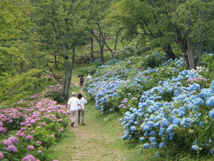 美の山のアジサイ