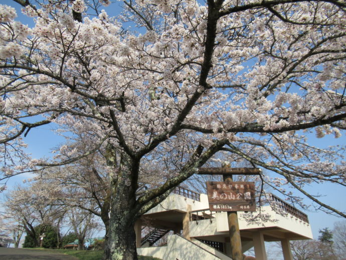 美の山公園の桜