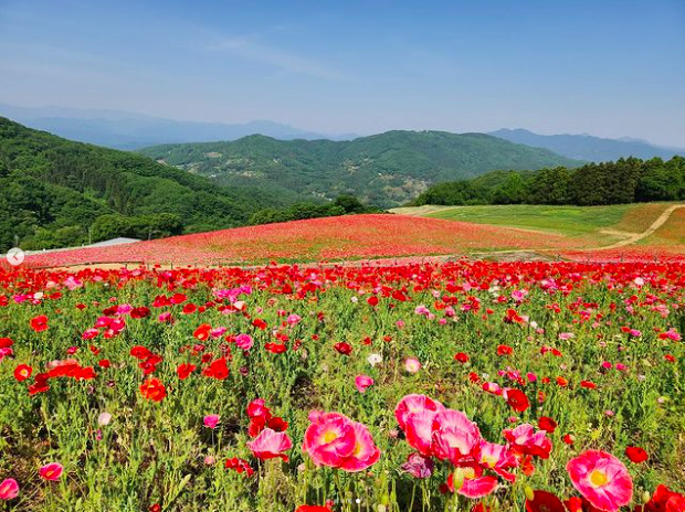 皆野町で開催されるイベント「天空のポピー」で高原一面に広がるポピーの花