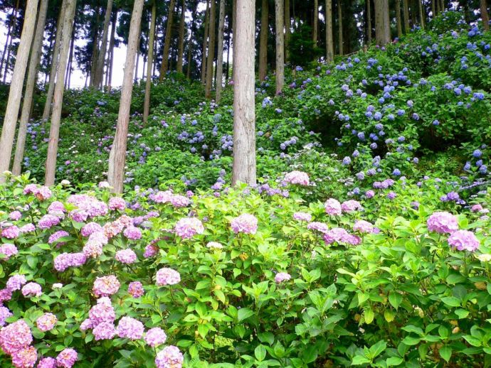 皆野町の金沢浦山地区に広がるアジサイ