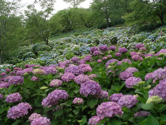 美の山公園のアジサイ