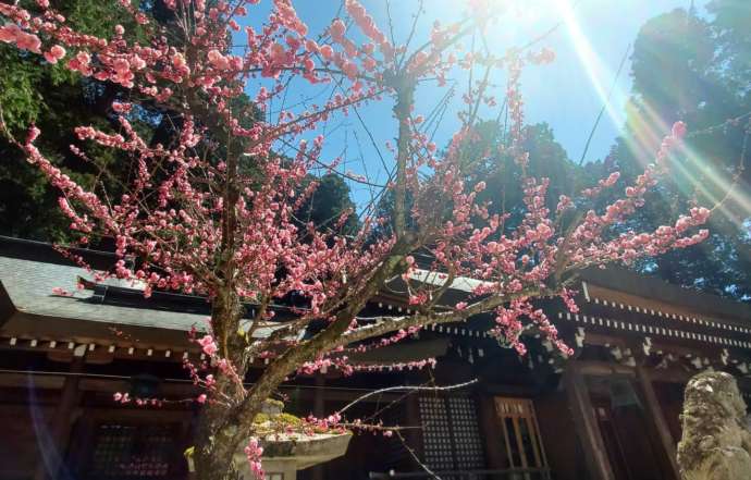 飛驒一宮水無神社の梅