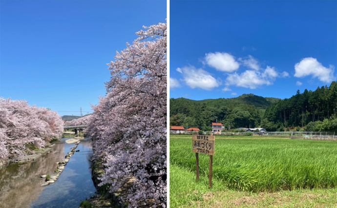 美祢市に咲く桜の風景と田園風景