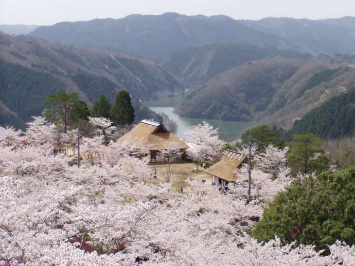 三休公園の山頂から見える景色