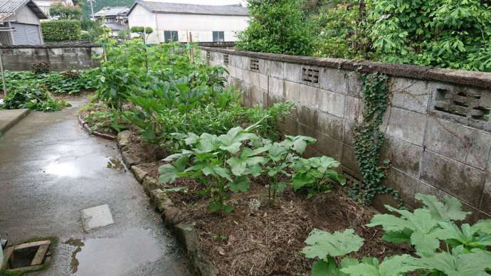 お試し住宅の庭先にある家庭菜園