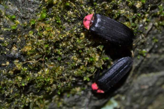 美郷ほたる館周辺に生息しているホタル