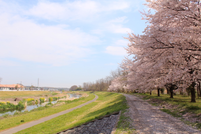 桜が満開の、小山川遊歩道