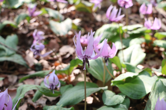 カタクリの花