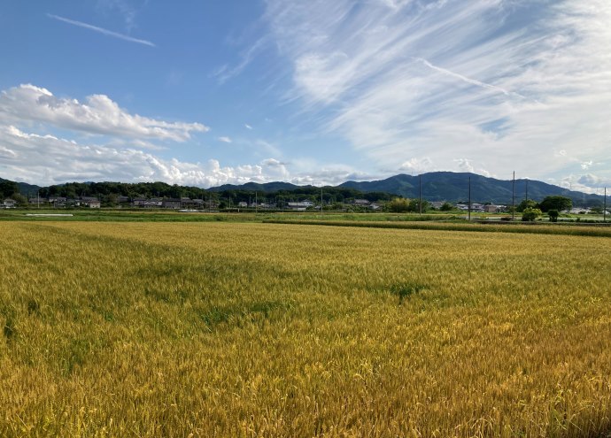 美里町の田園風景