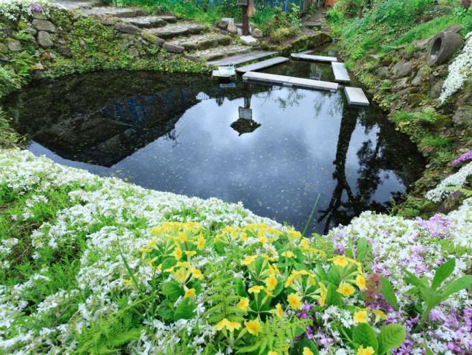 秋田県美郷町の清水を囲んでいる草花の写真