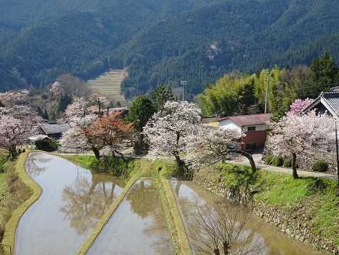 三多気の桜の絶景