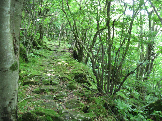 苔に癒される大洞山石畳コース