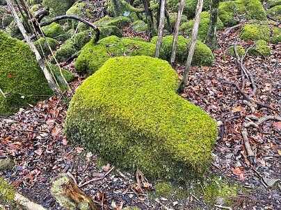 大洞山石畳コースにあるハート型の苔岩