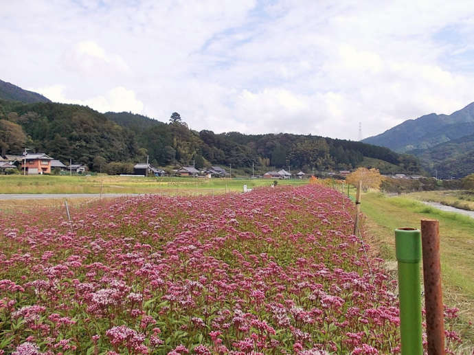 塚原ヒストリーコースで見られるフジバカマ畑