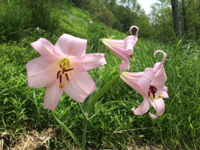 御嵩町の「みたけの森」のささゆり