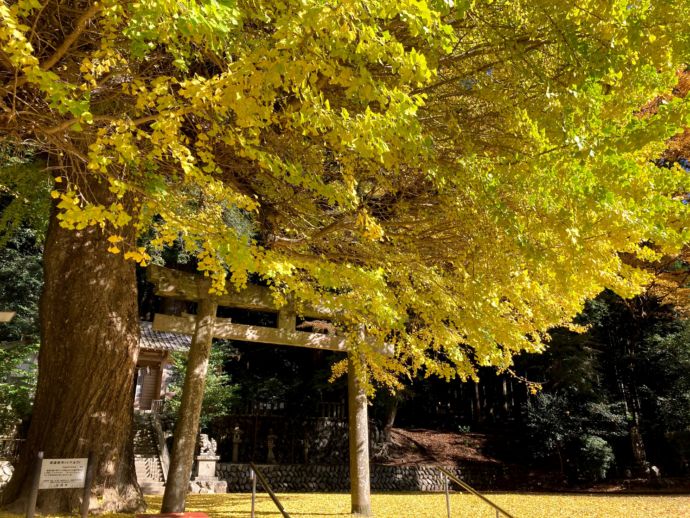 春日神社のラッパイチョウ