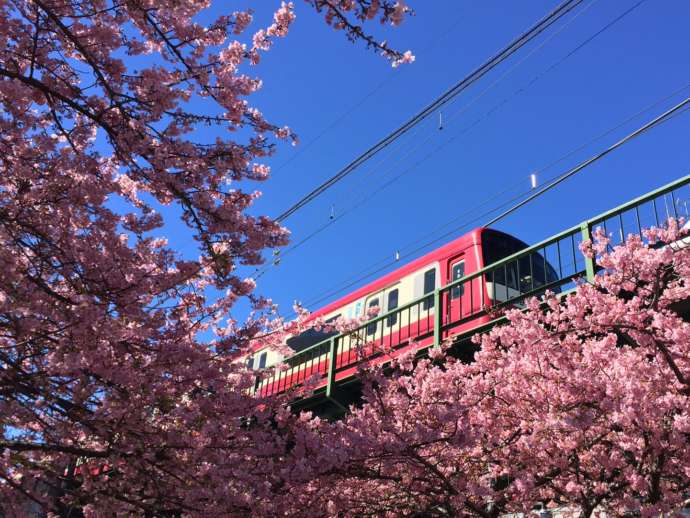 河津桜と電車