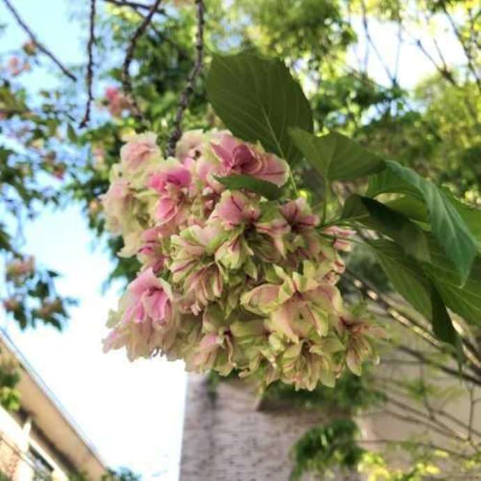 「三宅美術館」入口前に植えられた御衣黄（ぎょいこう）桜（開花中）