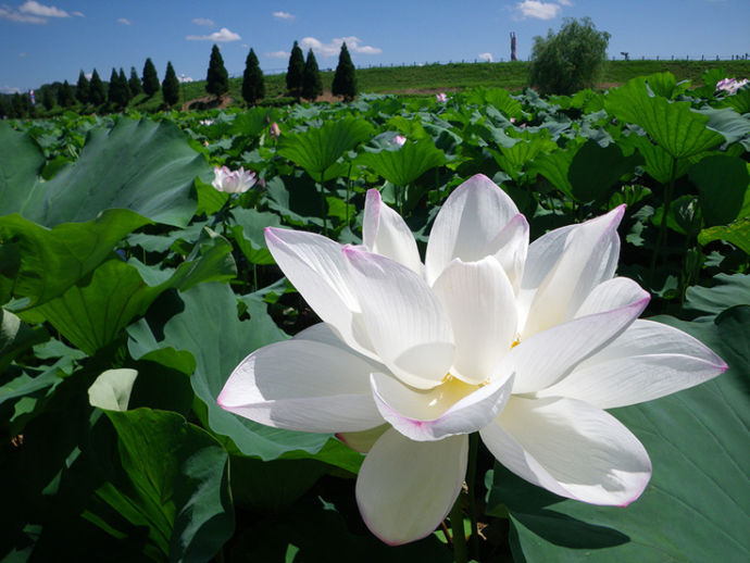 千栗土居公園の大ハス