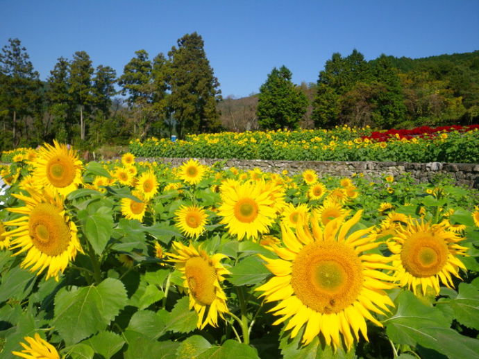 みやき町にある山田ひまわり園