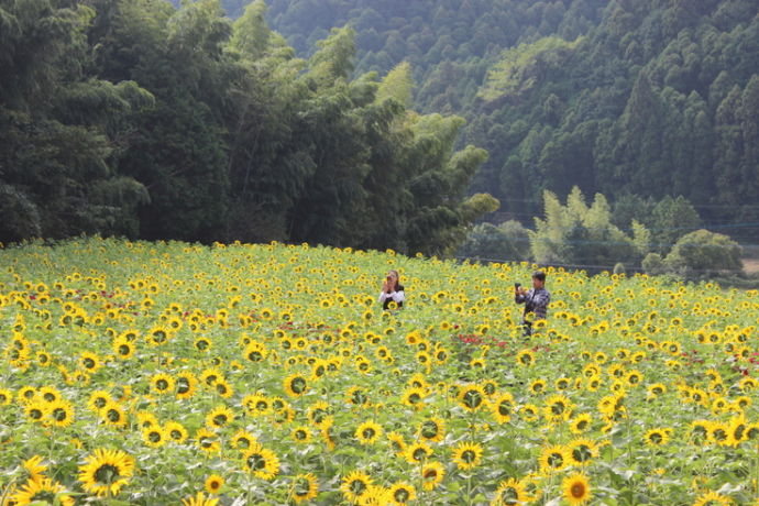 みやき町にある山田ひまわり園で撮影を楽しむ様子