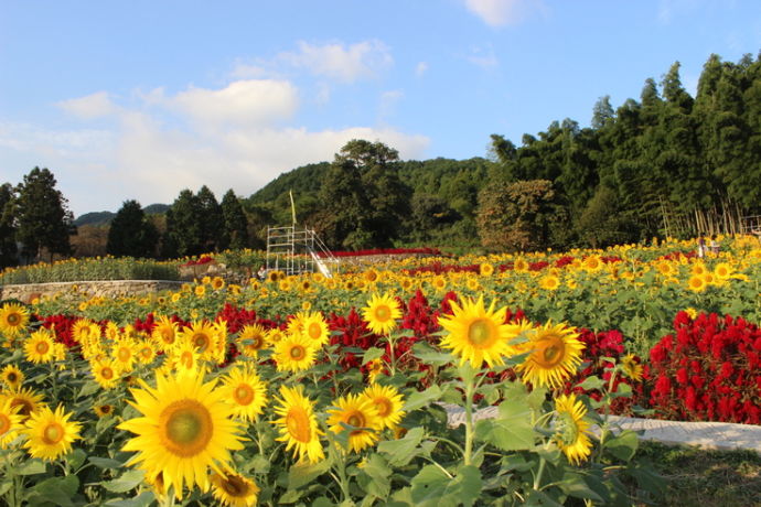 みやき町にある山田ひまわり園