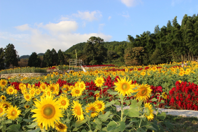 佐賀県みやき町の山田ひまわり園