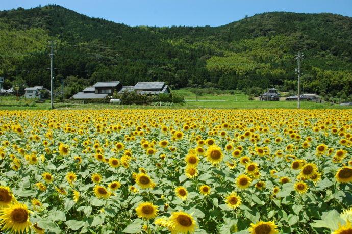 みやこ町の崎山農業研修センター周辺のひまわり