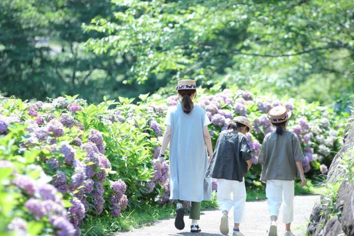 花の盛りを迎えた「あじさい公園」を歩く親子