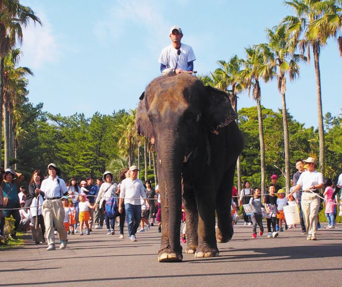 フェニックス自然動物園のゾウの散歩