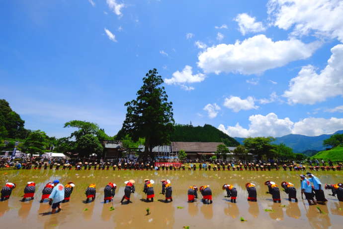 御田祭の早乙女