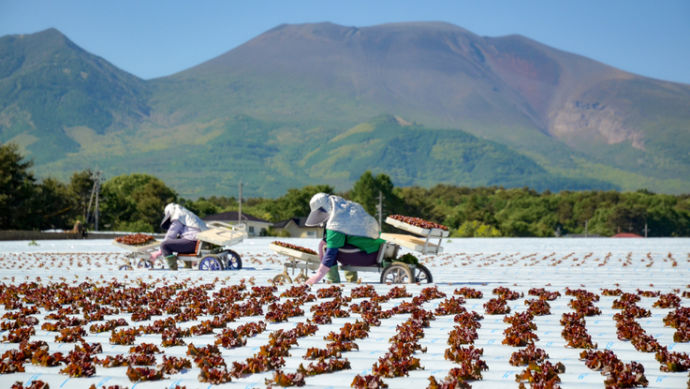 長野県御代田町の高原野菜栽培風景