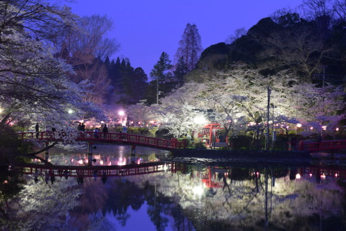 茂原市の桜の名所茂原公園のさくらまつり