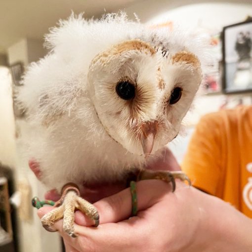 人間の手の上にのるメンフクロウの写真