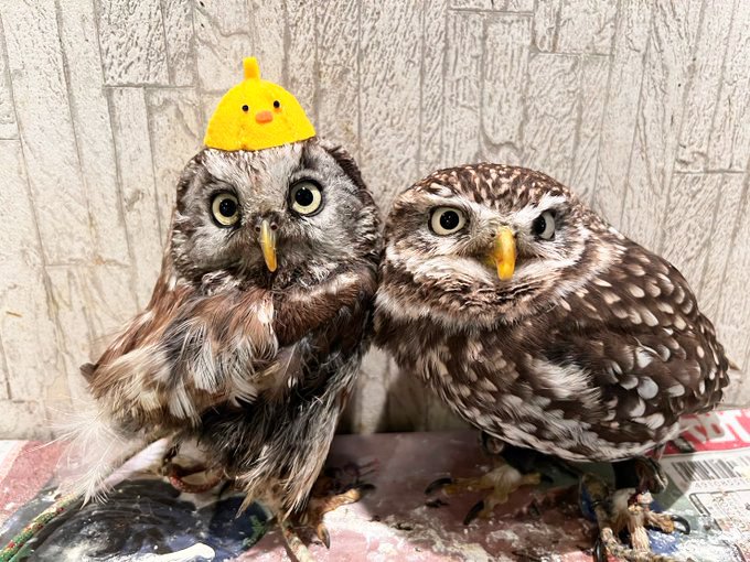 2羽のチンメフクロウの写真