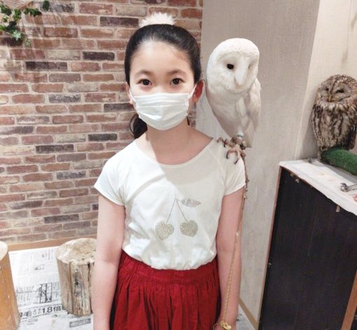 女の子の肩の上にのるスーパーホワイトメンフクロウの写真